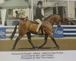 Pferd Rotherwood Picador (British Riding Pony, 1993, von Strinesdale Matador)