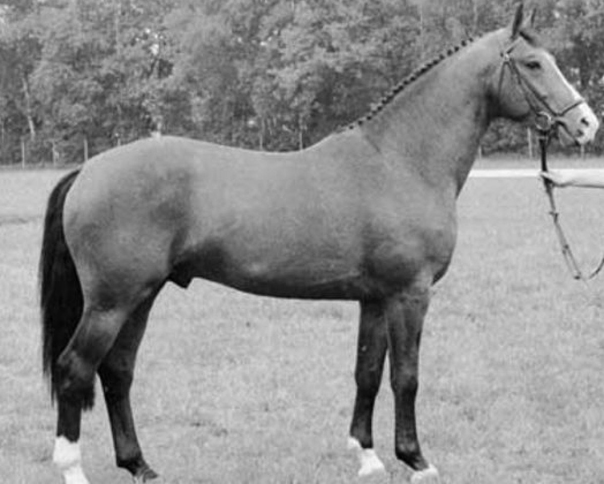 Deckhengst Zelhem (KWPN (Niederländisches Warmblut), 1981, von Le Mexico)