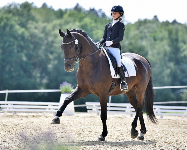 dressage horse Santie (Rhinelander, 2011, from Sunday)