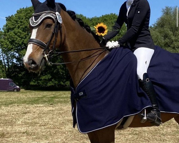 dressage horse Cardelio (Holsteiner, 2012, from Cardino)