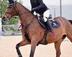 broodmare Championess (Westphalian, 2010, from Champion du Lys)