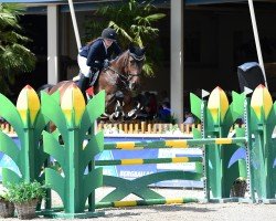 jumper Chantilly 5 (Hanoverian, 2012, from Castino 4)