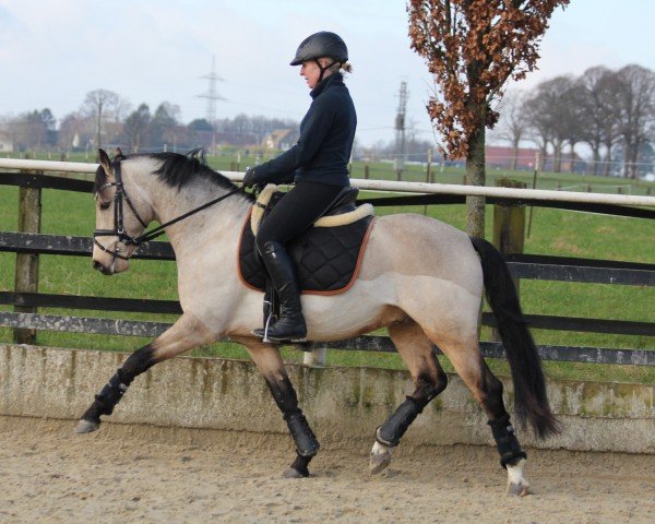 stallion Weidners Desert Dream (German Riding Pony, 2019, from D-Power AT)