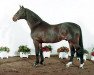 horse Contender (Holsteiner, 1984, from Calypso II)