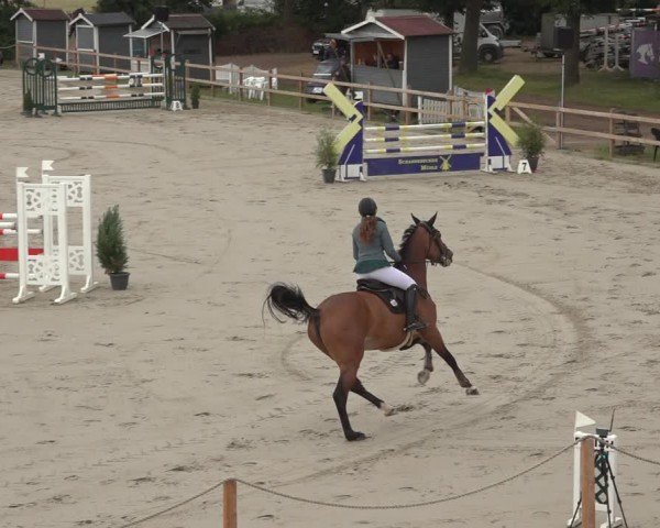 Reitturnier Scharnebeck 2024
