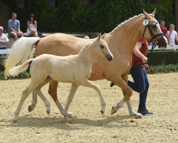 dressage horse Weidners Drachenzauber (German Riding Pony, 2022, from Danny Gold)