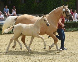 dressage horse Weidners Drachenzauber (German Riding Pony, 2022, from Danny Gold)