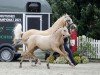 Dressurpferd Weidners Desert Wind (Deutsches Reitpony, 2021, von D-Power AT)