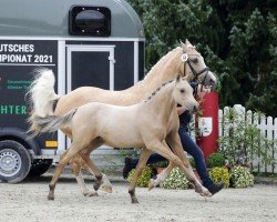 Dressurpferd Weidners Desert Wind (Deutsches Reitpony, 2021, von D-Power AT)