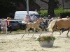 dressage horse Weidners Drachenherz (German Riding Pony, 2022, from Danny Gold)