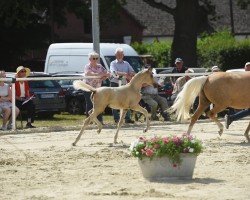 dressage horse Weidners Drachenherz (German Riding Pony, 2022, from Danny Gold)