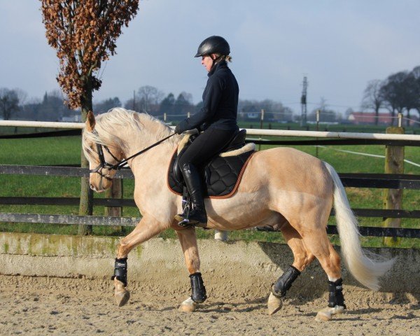 dressage horse Weidners Dancing Diamond (German Riding Pony, 2019, from Diamond Touch NRW)