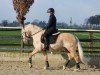 dressage horse Weidners Dancing Diamond (German Riding Pony, 2019, from Diamond Touch NRW)