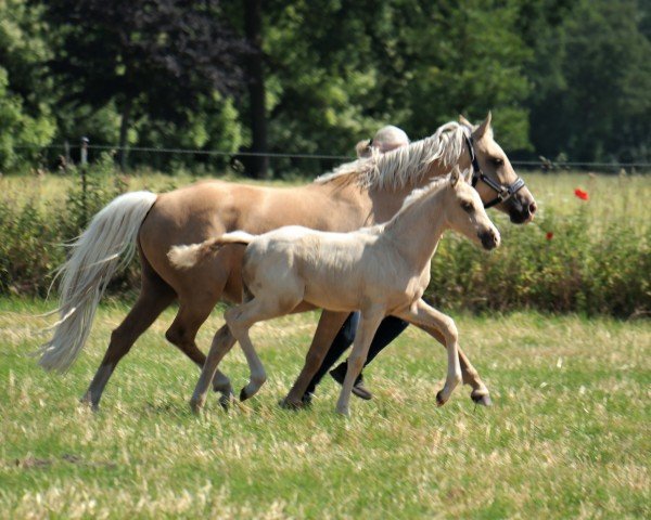 Dressurpferd Weidners Drachengold (Deutsches Reitpony, 2023, von Danny Gold)