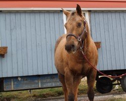 Pferd Bops Golden Nugget (Appaloosa, 2006, von Mr Strudel Bop)