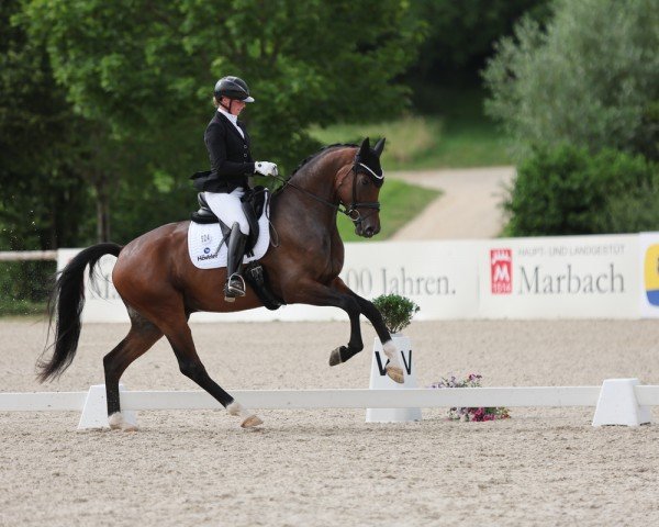 dressage horse Vivaldinio 2 (German Sport Horse, 2020, from Vivaldos)