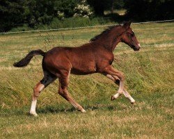 Pferd Weidners Vision (Deutsches Reitpony, 2023, von Valido's Grey L'Amour G)