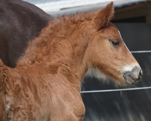 horse Viserion MN (Black Forest Horse, 2021, from Victor)