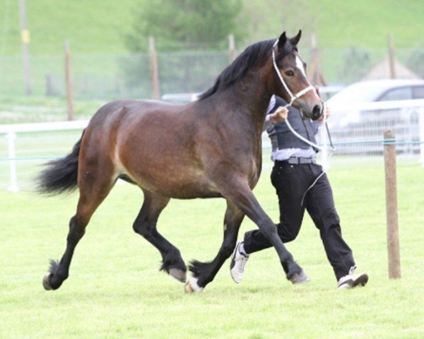 horse Drummaufach Daloni (Welsh-Cob (Sek. D), 2012, from Carnwallon Llewellyn)