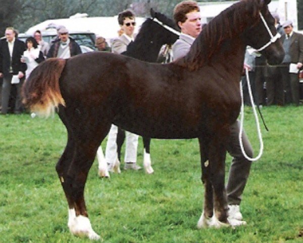 Zuchtstute Pennal Bouncing Lady (Welsh-Cob (Sek. D), 1989, von Derwen Replica)