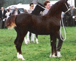 Zuchtstute Pennal Bouncing Lady (Welsh-Cob (Sek. D), 1989, von Derwen Replica)