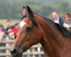 broodmare Pennal True Model (Welsh-Cob (Sek. D), 1999, from Tymor Pele)