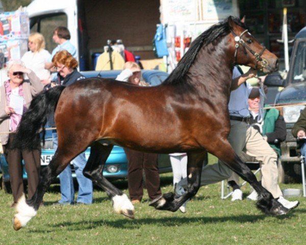 horse Pennal Hooch (Welsh-Cob (Sek. D), 2007, from Solloway Hooch)