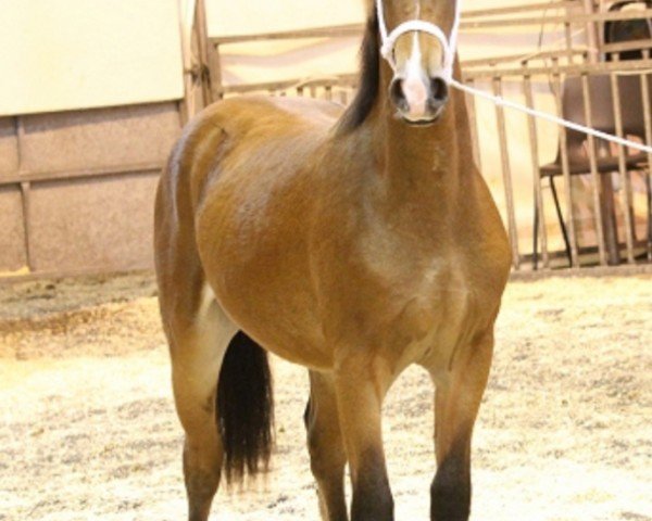 horse Abergavenny Amazon (Welsh-Cob (Sek. D), 2010, from Solloway Hooch)