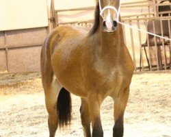 horse Abergavenny Amazon (Welsh-Cob (Sek. D), 2010, from Solloway Hooch)