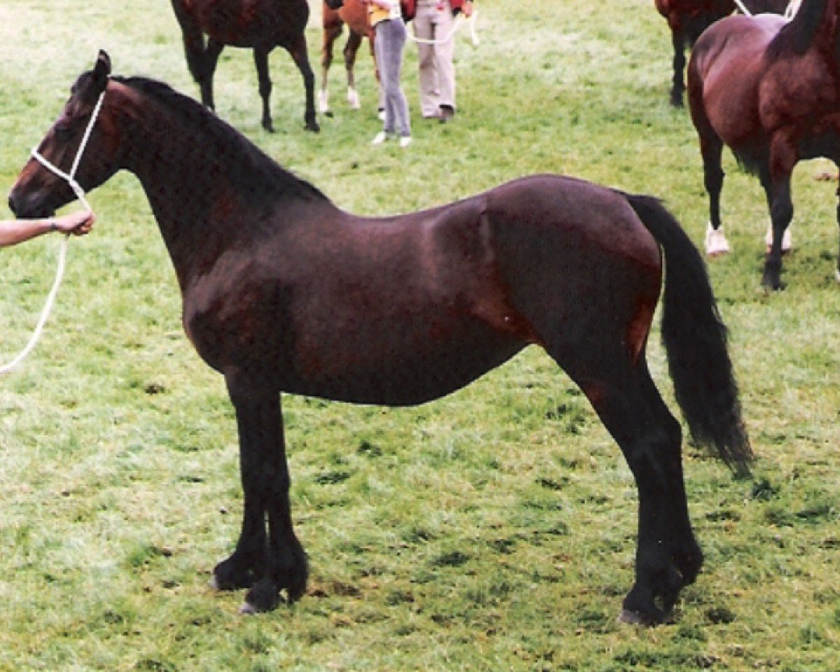 broodmare Menai Crugwen (Welsh-Cob (Sek. D), 1976, from Geler Ifan Ho)