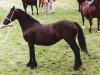 broodmare Menai Crugwen (Welsh-Cob (Sek. D), 1976, from Geler Ifan Ho)