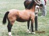 broodmare Hwylog Gweneira (Welsh-Cob (Sek. D), 1980, from Geler Ifan Ho)