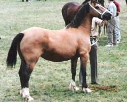 Zuchtstute Hwylog Gweneira (Welsh-Cob (Sek. D), 1980, von Geler Ifan Ho)