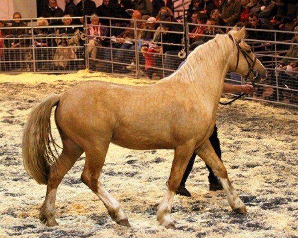 horse Cynheidrefawr Dazzling Demetrius (Welsh-Cob (Sek. D), 2009, from Terackie Seren Serennu)