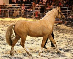 horse Cynheidrefawr Dazzling Demetrius (Welsh-Cob (Sek. D), 2009, from Terackie Seren Serennu)