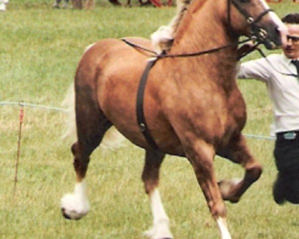 Deckhengst Janton Meredith (Welsh-Cob (Sek. D), 1981, von Robin Hood)