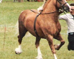 stallion Janton Meredith (Welsh-Cob (Sek. D), 1981, from Robin Hood)