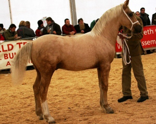 Pferd Craiggochfach Merrys Last (Welsh-Cob (Sek. D), 2010, von Janton Meredith)