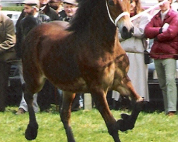 Zuchtstute Trefaes Empress (Welsh-Cob (Sek. D), 1989, von Menai Sparkling Comet)