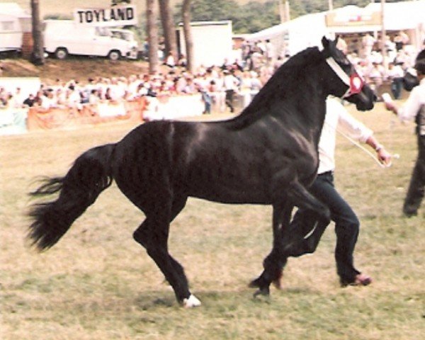 Zuchtstute Trefaes Elena (Welsh-Cob (Sek. D), 1981, von Lyfni Hebog)