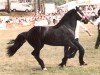 Zuchtstute Trefaes Elena (Welsh-Cob (Sek. D), 1981, von Lyfni Hebog)