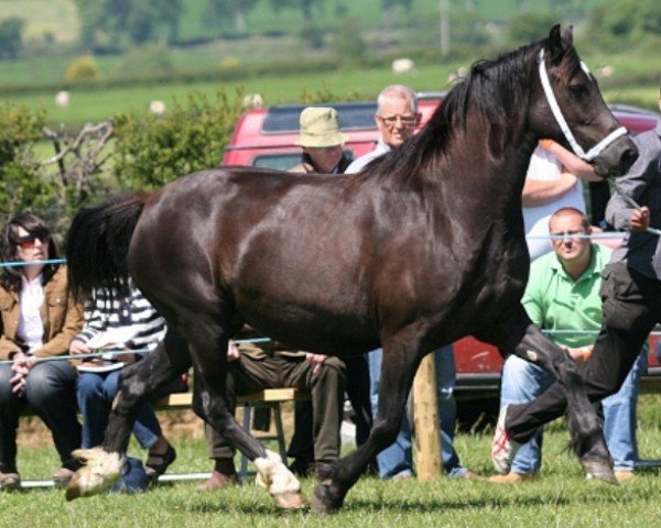 Pferd Trefaes Elen (Welsh-Cob (Sek. D), 2005, von Trefaes Arfon)