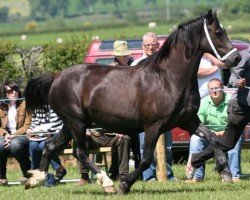 horse Trefaes Elen (Welsh-Cob (Sek. D), 2005, from Trefaes Arfon)