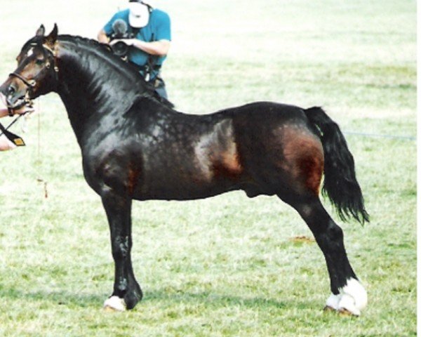 Deckhengst Tyreos Valentino (Welsh-Cob (Sek. D), 1988, von Derwen Desert Express)