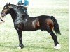 Deckhengst Tyreos Valentino (Welsh-Cob (Sek. D), 1988, von Derwen Desert Express)