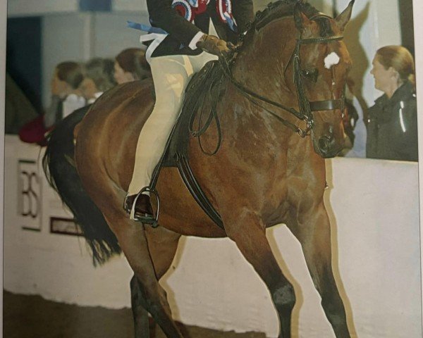 Pferd Jarik Prince Charming (British Riding Pony, 1999, von Sedgelands Masquerade)