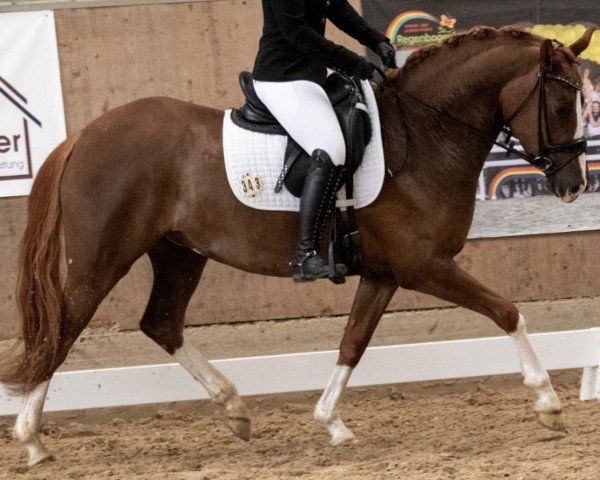 dressage horse Nelly Sunshine (German Riding Pony, 2019, from Fs Numero Uno)