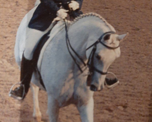 horse Peron 56 (Rhinelander, 1996, from Pacco II)