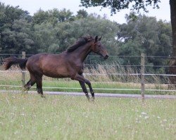 dressage horse Be my Dreamgirl (Westphalian, 2023, from Be my Dancer)