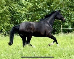 dressage horse Jovinia (Hanoverian, 2021, from Jovian)